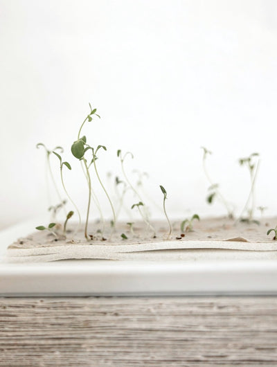 Kalender 2026, Frøpapir