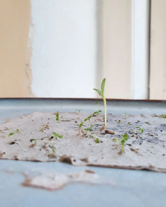 Kort m. konvolut, Forglemmigej