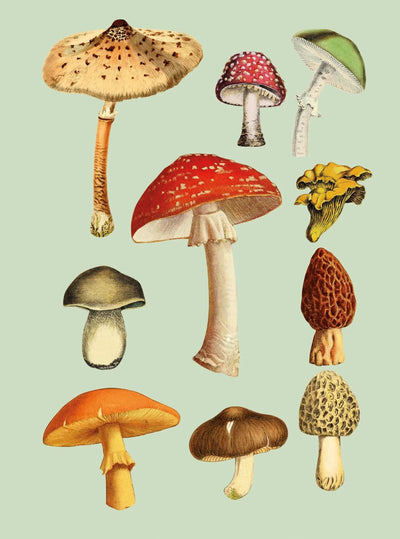 Bog, The Antiquarian sticker book