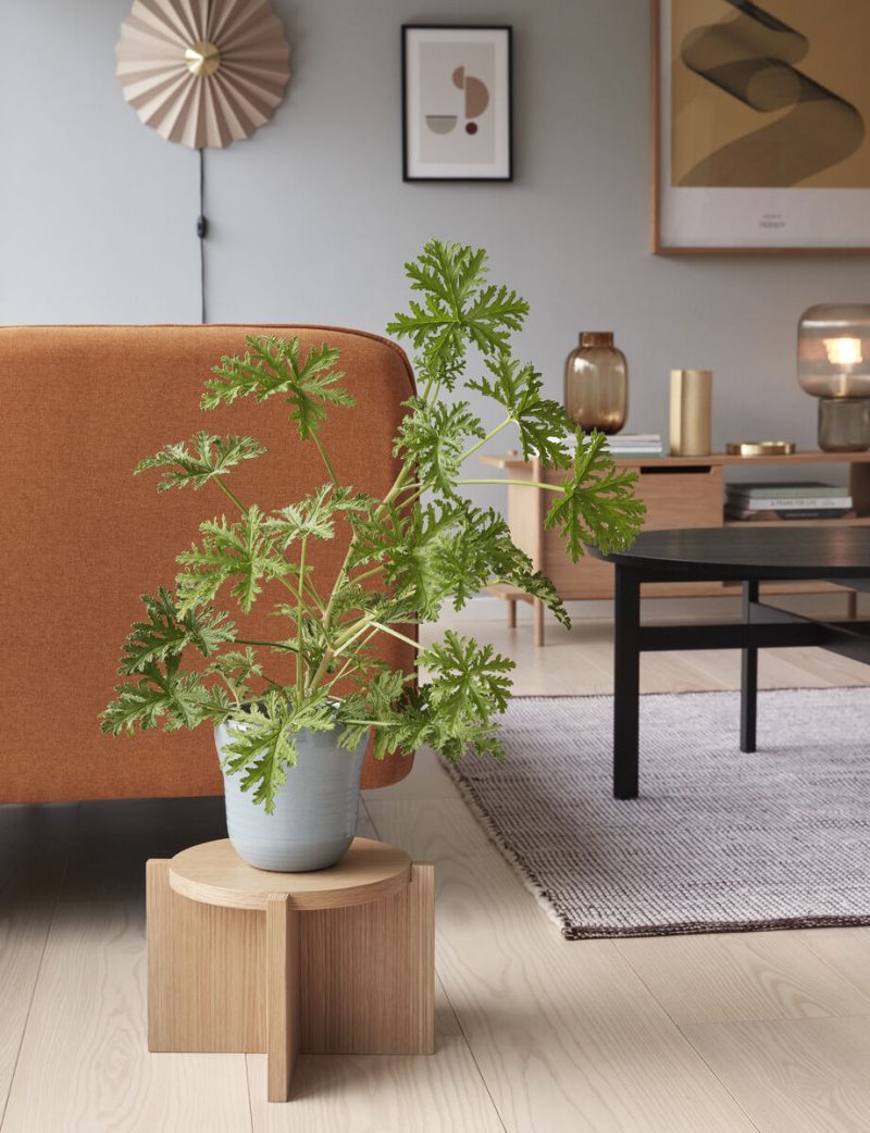 Nomad plantestander, Small, Natur